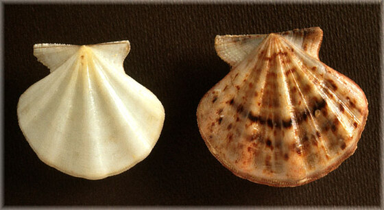 Chlamys flexuosa