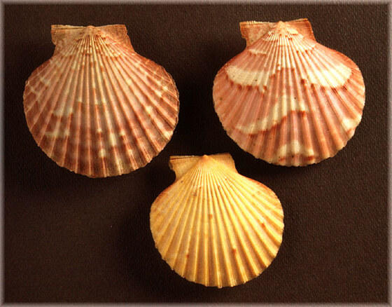Chlamys opercularis
