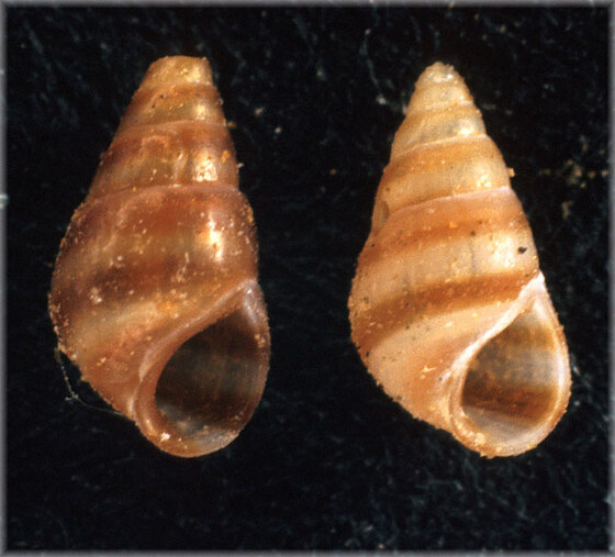 Cingula cingillus