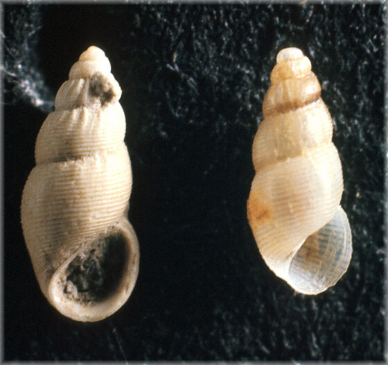 Cingula striata