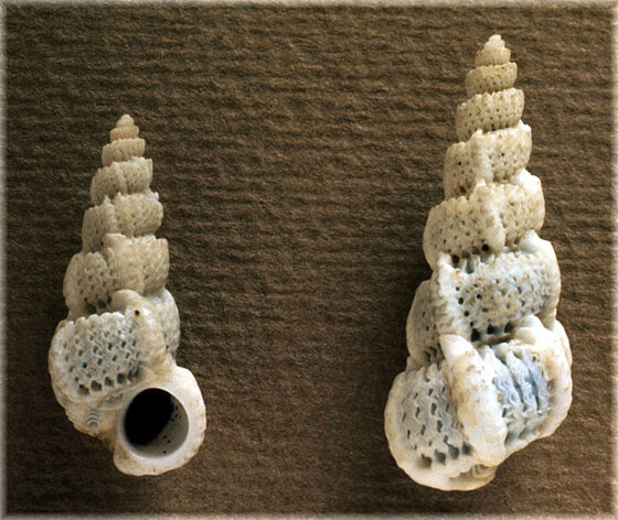 Cirsotrema cochlea