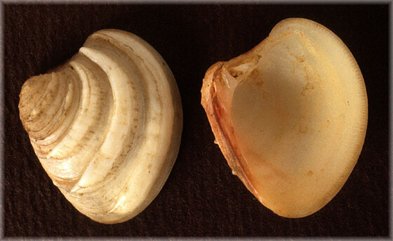 Clausinella fasciata
