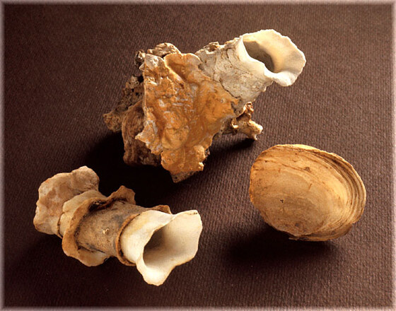 Clavagella melitensis