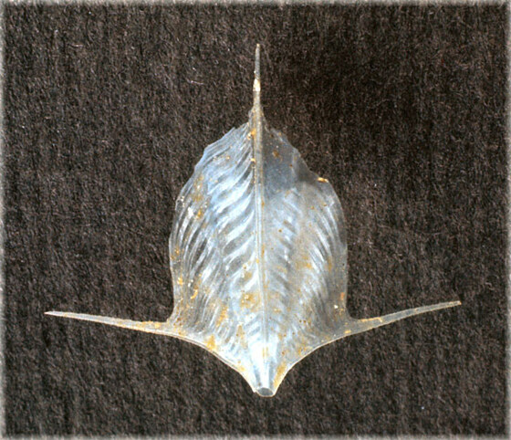 Clio cuspidata