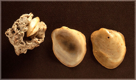 Coralliophaga lithophagella