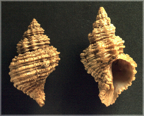 Coralliophila lamellosa