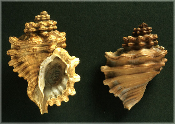Cymatium cutaceum