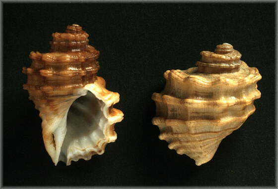 Cymatium doliarium