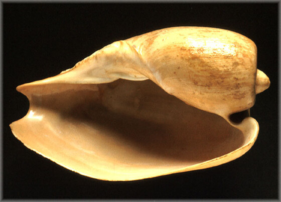 Cymbium olla