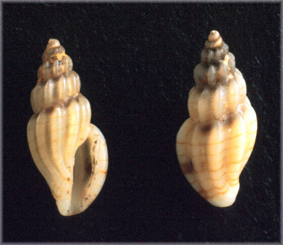 Cythara paciniana