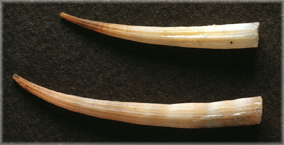 Dentalium dentale