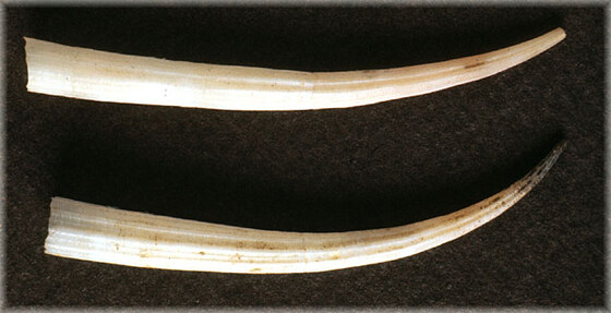 Dentalium inaequicostatum