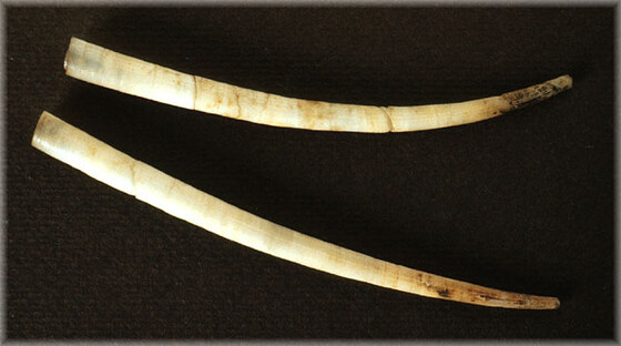 Dentalium panormum