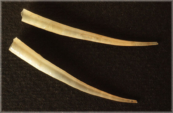 Dentalium rubescens