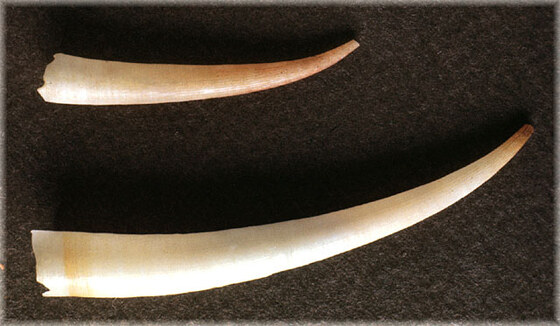 Dentalium vulgare
