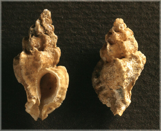 Dermomurex scalarinus