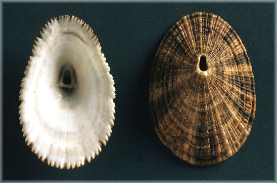 Diodora italica