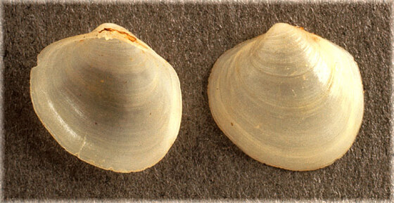 Diplodonta rotundata