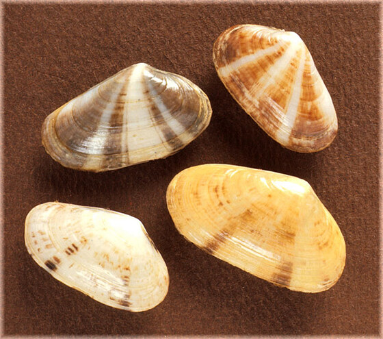 Donacilla cornea