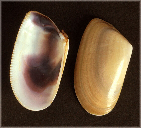 Donax trunculus