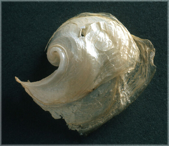Doridium membranaceum