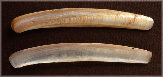 Ensis ensis