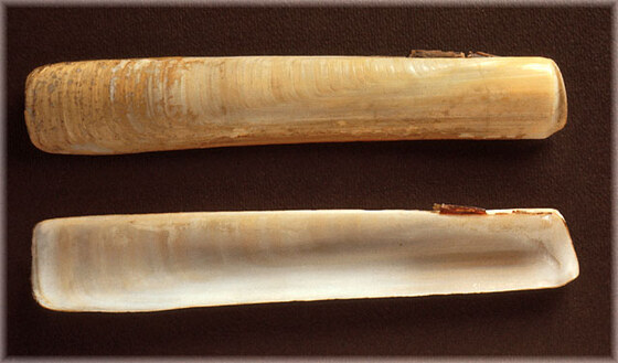 Ensis siliqua minor