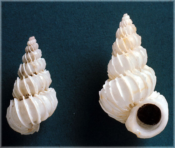 Epitonium celestei