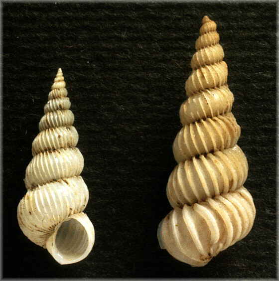 Epitonium pulchellum