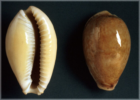 Erosaria spurca