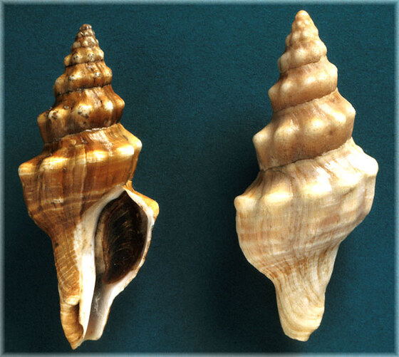 Fasciolaria lignaria