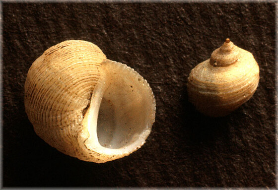 Fossarus ambiguus