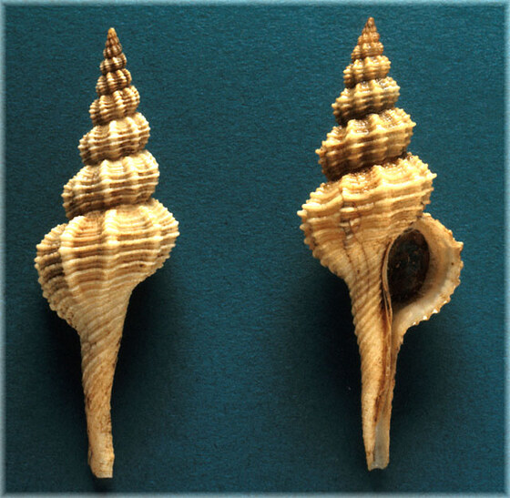 Fusinus rostratus