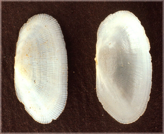 Galeomma turtoni
