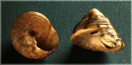 Gibbula philberti