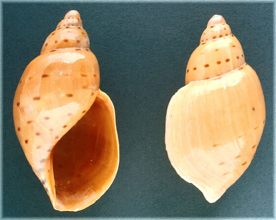 Halia priamus