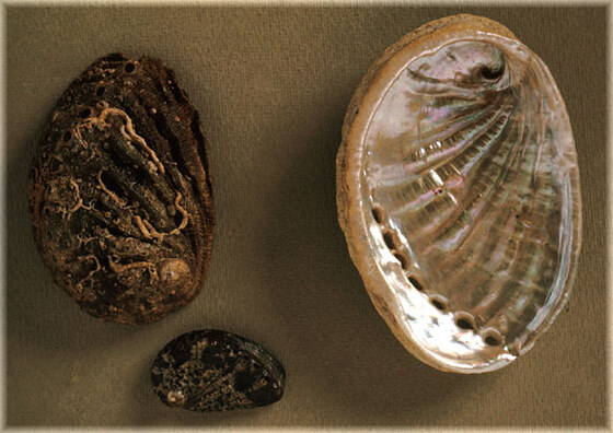 Haliotis lamellosa