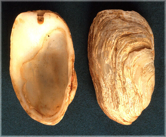 Hiatella arctica