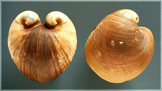 Isocardia cor o Glossus humanus