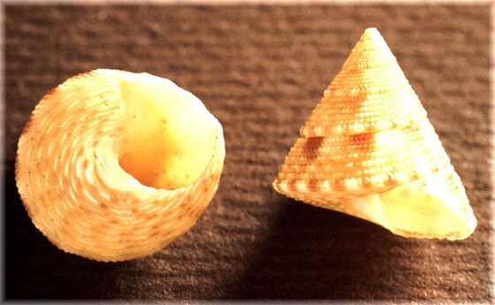 Jujubinus miliaris