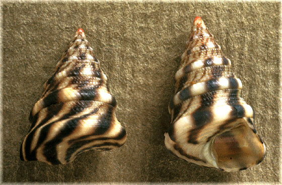 Jujubinus monterosatoi