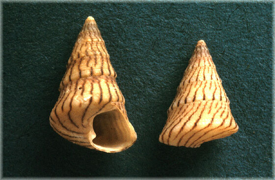 Jujubinus unidentatus