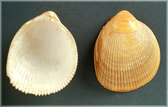Laevicardium oblongum