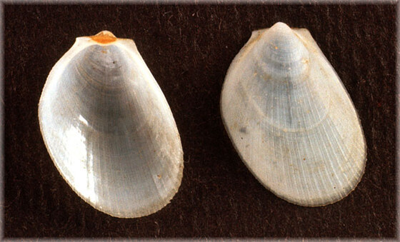 Limea loscombi