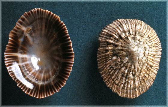Liriola pectinata
