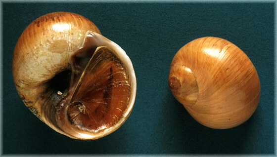 Lunatia fusca