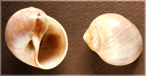 Lunatia guillemini