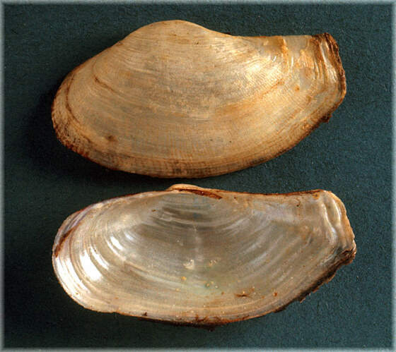 Lyonsia norvegica