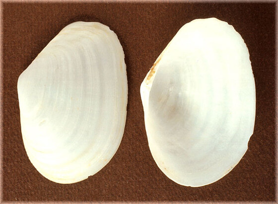 Macoma cumana