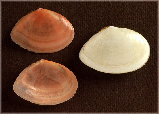 Macoma tenuis